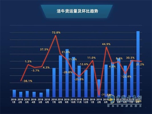 滿幫活牛貨運(yùn)量及環(huán)比趨勢(shì)