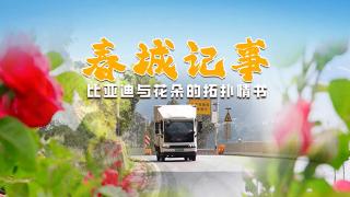 花車相映，比亞迪T5EV見證著云南花海的熱烈