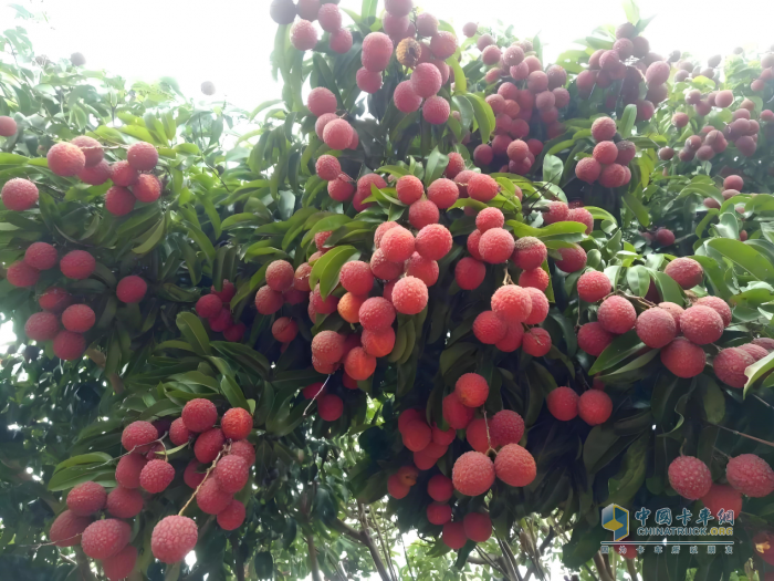 “一騎紅塵妃子笑”新傳：奧鈴北極熊冷藏車護(hù)航，荔枝鮮甜如初
